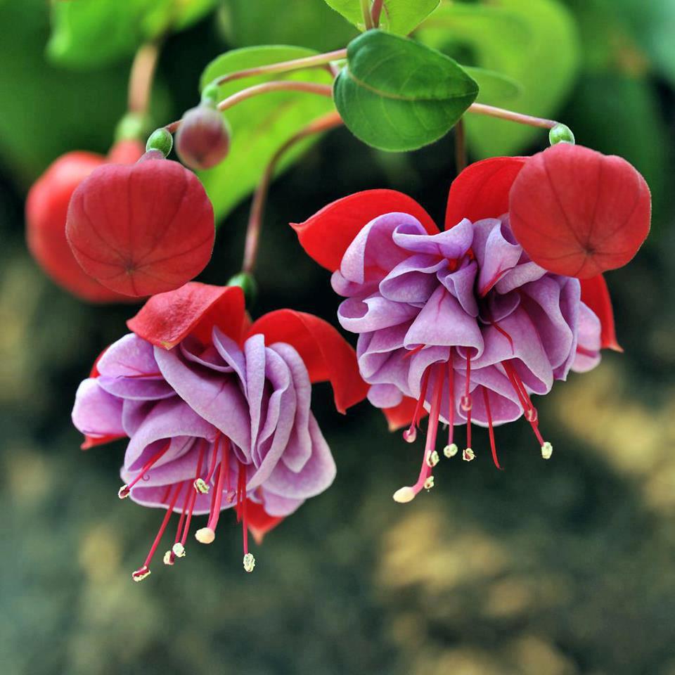 fuchsia-flower