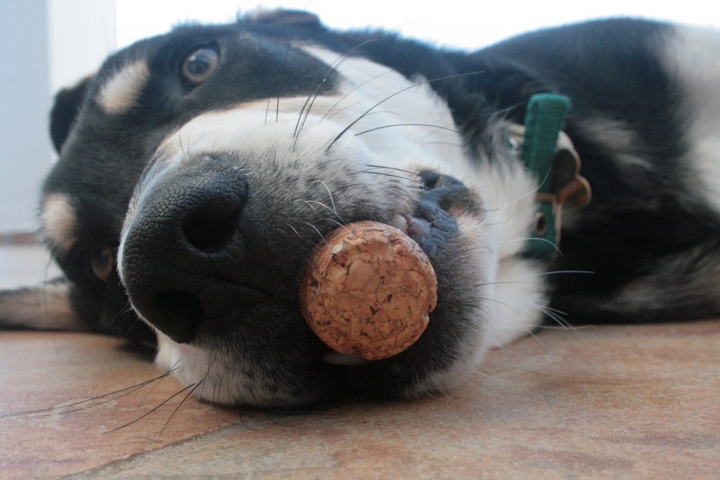 Cork it!!!!!!! Stop barking!!!