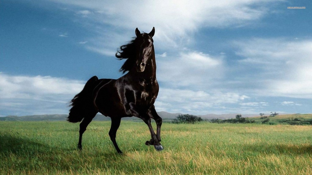 A dark horse - trong tiếng Anh không chỉ là Xích Thố, ngựa đen, mà còn dùng để chỉ người ẩn giấu tài năng của mình