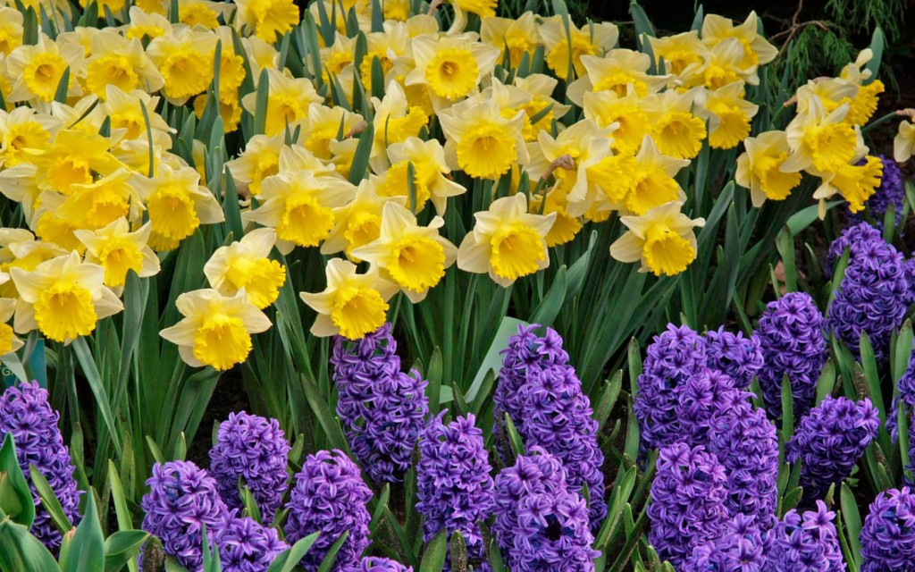 Hoa thủy tiên vàng (Daffodils) là quốc hoa của xứ Wales